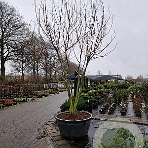 Koelreuteria paniculata 350-400 cm cont. 130L meerstammig