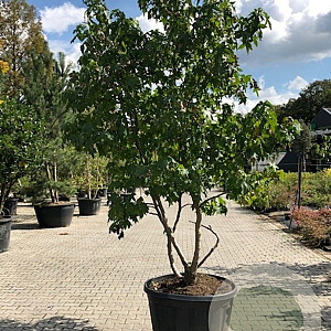 Liquidambar styraciflua 350-400 cm cont. 110L meerstammig