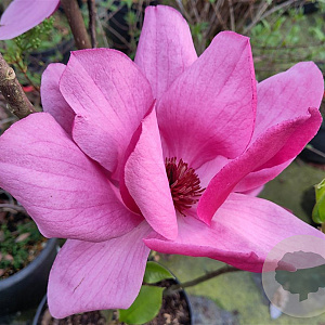 Magnolia Emperor 125-150 cm 20L