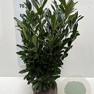 Prunus l. Elly 60-80 cm met kluit