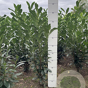 Prunus l. Elly 60-80 cm met kluit