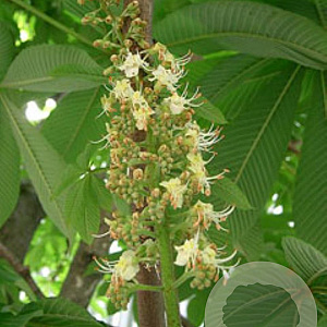 Aesculus turbinata 10-12 HO draadkluit