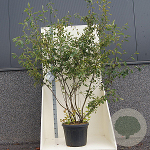 Amelanchier lamarckii 200-250 cm cont. 55L meerstammig
