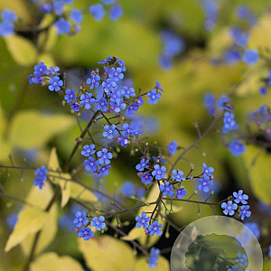 Brunnera macr. 'Dianes Gold' GM P9