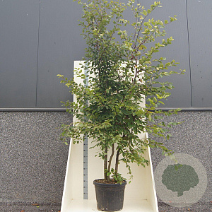 Carpinus betulus 200-250 cm cont. 55L meerstammig