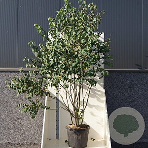 Cercidiphyllum japonicum 200-250 cm cont. 55L meerstammig