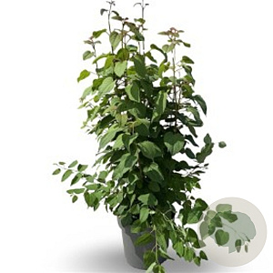 Cercidiphyllum japonicum 80-100 cm 10L meerstammig