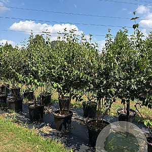 Cornus mas 175-200 cm cont. 55L meerstammig