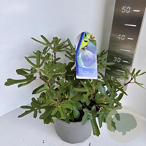 Ficus car. 'Rouge de Bordeaux' 40-50 cm 5,0L