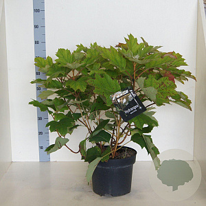 Hydrangea quercifolia 60-80 cm 10L