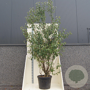 Malus 'Evereste' 200-250 cm cont. 55L meerstammig