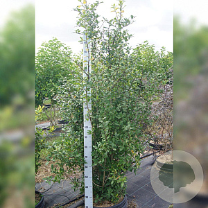 Mespilus germanica 200-250 cm cont. 55L meerstammig