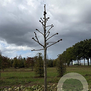 Platanus hispanica 30-35 HO draadkluit