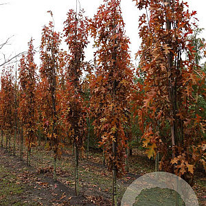 Quercus pal. Green Pillar 12-14 HO draadkluit geveerd