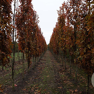 Quercus pal. 'Pringreen' 12-14 HO draadkluit geveerd