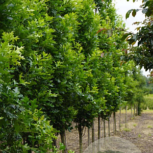 Quercus pal. 'Pringreen' 12-14 HO draadkluit geveerd