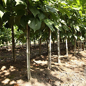 Tilia americana 'Nova' 20-25 HO draadkluit