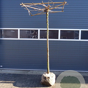 Morus alba 'Fruitless' 20-25 HO draadkluit dakvorm 240 cm stam