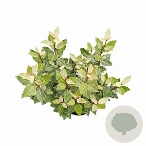 Elaeagnus ebb. 'Compacta' 50-70 cm 5,0L
