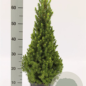 Picea glauca December 50-60 cm 3,0L