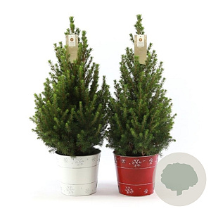 Picea glauca December 80-90 cm 7,5L