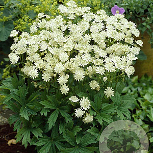 Astrantia maj. 'Snow Star' GM P9