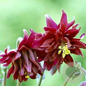 Aquilegia v. 'Ruby Port' GM P9