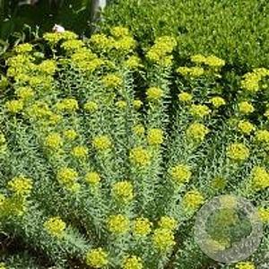Euphorbia seguieriana niciciana GM P9