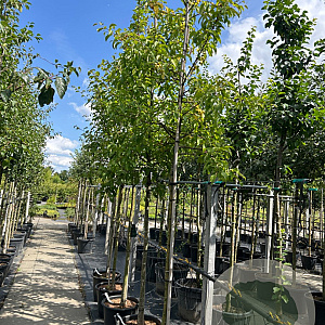 Malus 'Red Sentinel' 12-14 HO 50L