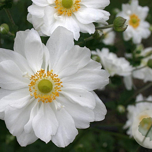 Anemone hyb. 'Whirlwind' GM P9