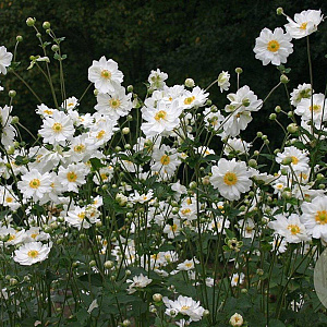 Anemone hyb. 'Whirlwind' GM P9