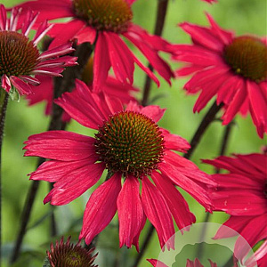 Echinacea 'Sensation Pink' GM P9