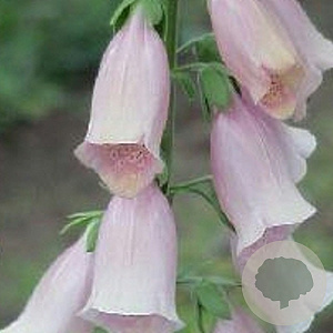 Digitalis purp. 'Apricot Beauty' GM P9