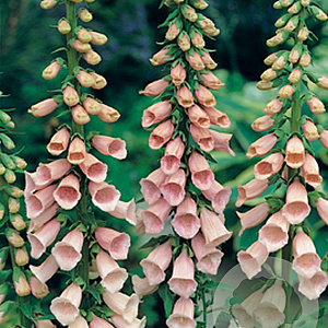 Digitalis purp. 'Apricot Beauty' GM P9