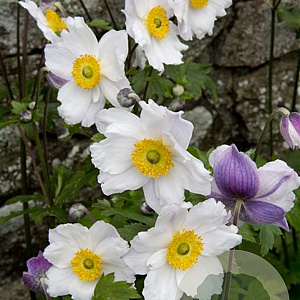 Anemone Ruffled Swan GM P9
