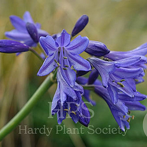 Agapanthus 'Northern Star' GM P9