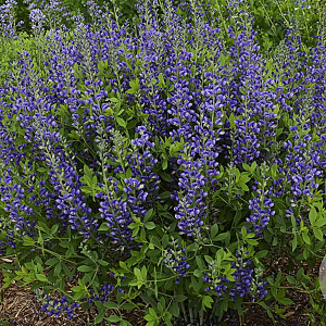Baptisia 'Blueberry Sundae' GM P9