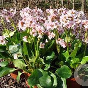 Bergenia 'Harzkristall' GM P9