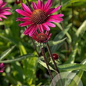 Echinacea p. 'JS Stiletto' GM P9
