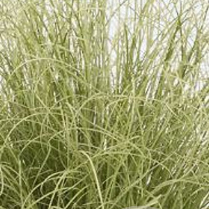 Carex comans 'Amazon Mist' GM P9