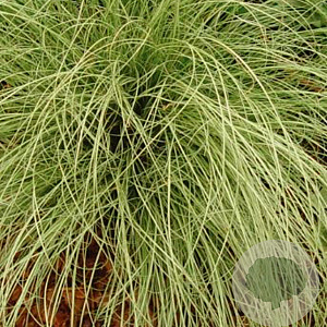 Carex comans 'Amazon Mist' GM P9