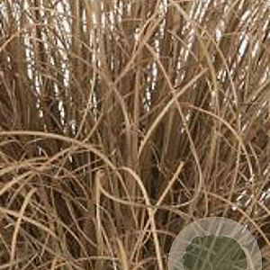 Carex comans 'Bronco' GM P9