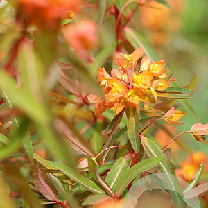 Euphorbia griff. 'Beauty Orange' GM P9