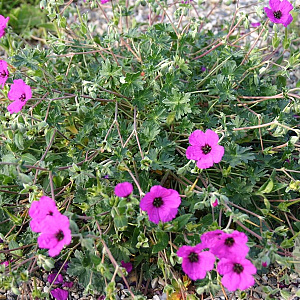 Geranium cin. 'Giuseppii' GM P9