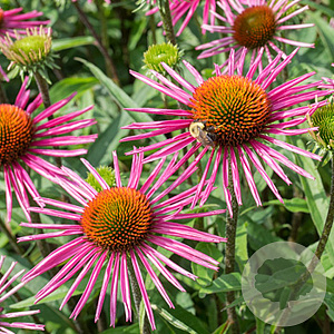 Echinacea p. 'Pica Bella' GM P9