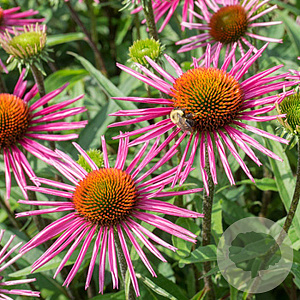 Echinacea p. 'Pica Bella' GM P9