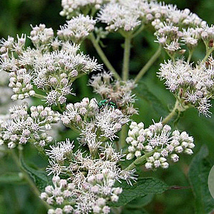 Eupatorium mac. 'Album' GM P9