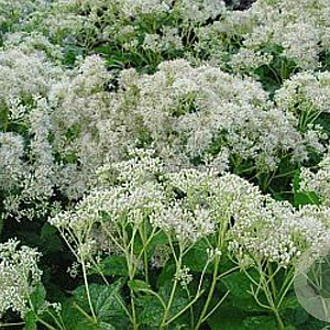 Eupatorium mac. 'Album' GM P9