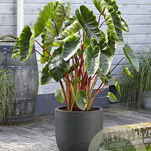 Colocasia esc. 'Hawaiian Punch' GM c20