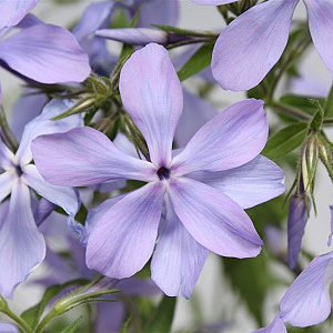Phlox div. 'Clouds of Perfume' GM P9
